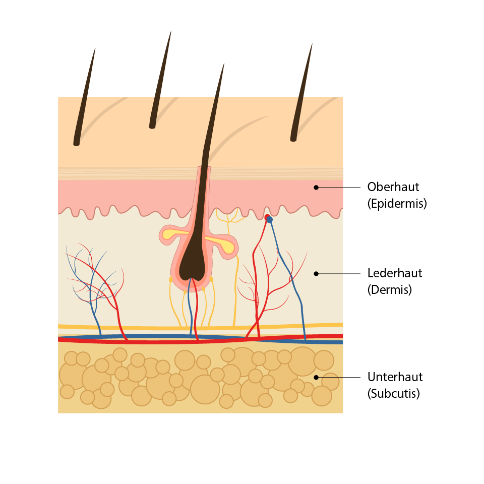 Die Haut: DermaPlast® - IVF Hartmann AG